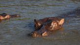 Trotting hippos can become airborne, scientists say