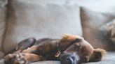 Why Do Dogs Sigh? It's Not Because They Had a Rough Day