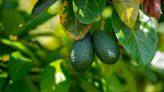 Aguacate para el dolor de muelas