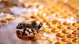 Protegen a más de un millón de abejas