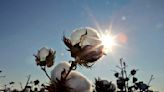 Cotton breeders are using genetic insights to make this global crop more sustainable