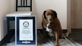 Oldest dog ever sets new world record