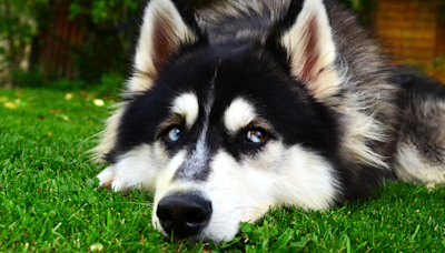 Teens Sneak Husky with Them on Night Out Because He’s a Known ‘Snitch'