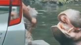 Netizens fume as viral video shows tourist throwing plastic bag into hippo’s mouth | Today News