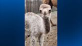 Living Treasures Wild Animal Park introduces new baby camel ‘Mustang’