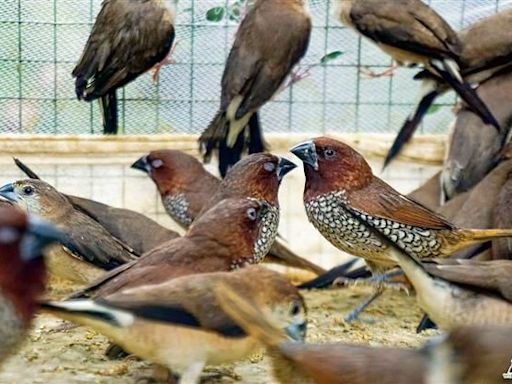Over 700 endangered birds rescued from smugglers’ net