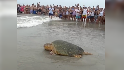 375-pound sea turtle 'Bubba' released into the ocean in Florida