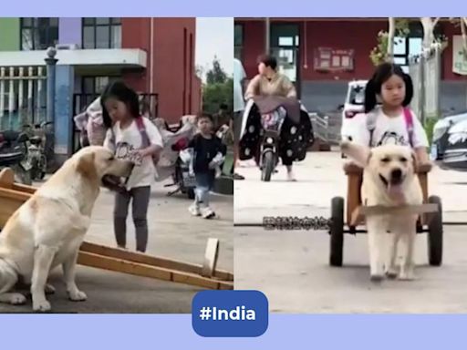 Watch: Dog safely drives a cute little girl home on a cart, becoming her trusted chauffeur