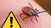 A worse tick season for NJ in 2024? Hundreds of ER visits so far