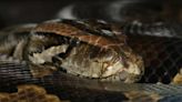 Las serpientes pitón, ¿una opción para combatir el hambre en el mundo?