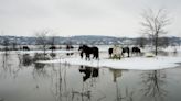 Nearly 200 cows and horses stuck on a Serbian river island in cold weather are being rescued