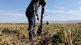 The Florida Senate Banned Heat Protections for Farmworkers, but a Groundbreaking Partnership Could Provide a Solution