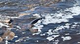 Onlookers enjoy the action as sturgeon gather to spawn along Wolf River in Shawano