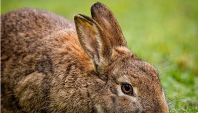 ...Announces Bill Would Ban Wildlife Killing Contests on Public Lands – California Cosponsors Include Katie Porter and Ted Lieu