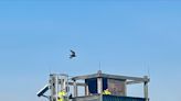 Port Authority crews protect falcon nests from bridge construction