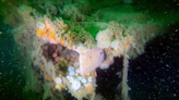 A World War II Shipwreck Is Spewing Toxic Waste