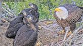 Now's your chance to name 3 baby eagles that hatched in Northern Virginia in March