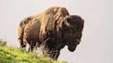 Idaho Falls man kicks Yellowstone bison and goes to jail, say park officials