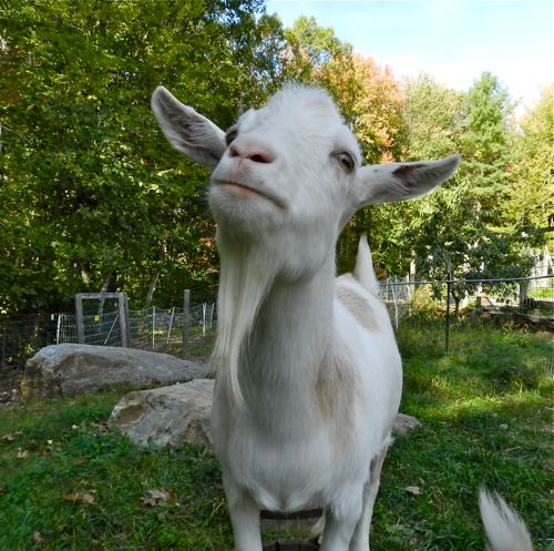 Some goats have beards. Mine do. Pip’s gets really, really long.