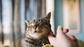 ‘Cat people’ are actually the worst at petting cats, study finds