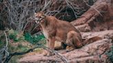 Tranquilized mountain lion leaps over biologist and ricochets around canyon