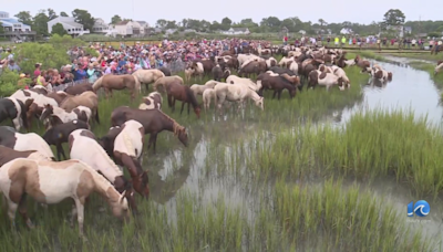 99th annual Pony Swim on Chincoteague draws thousands