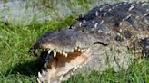 Video: Massive crocodile sighting! 14-foot Instagram famous Croczilla basks in Florida sun