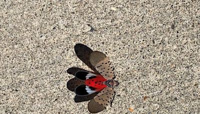 Spotted lanternfly season has officially begun. What to know about the invasive creatures