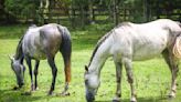 Cavalos resgatados na enchente em Porto Alegre têm até esta terça para serem retirados