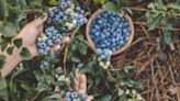 Pitt Meadows sues blueberry farm where customer was mauled | News