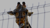 Benito the giraffe moved away from extreme weather at Mexico's border