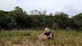 Termites get hungrier as the climate gets hotter, Florida university-led study finds