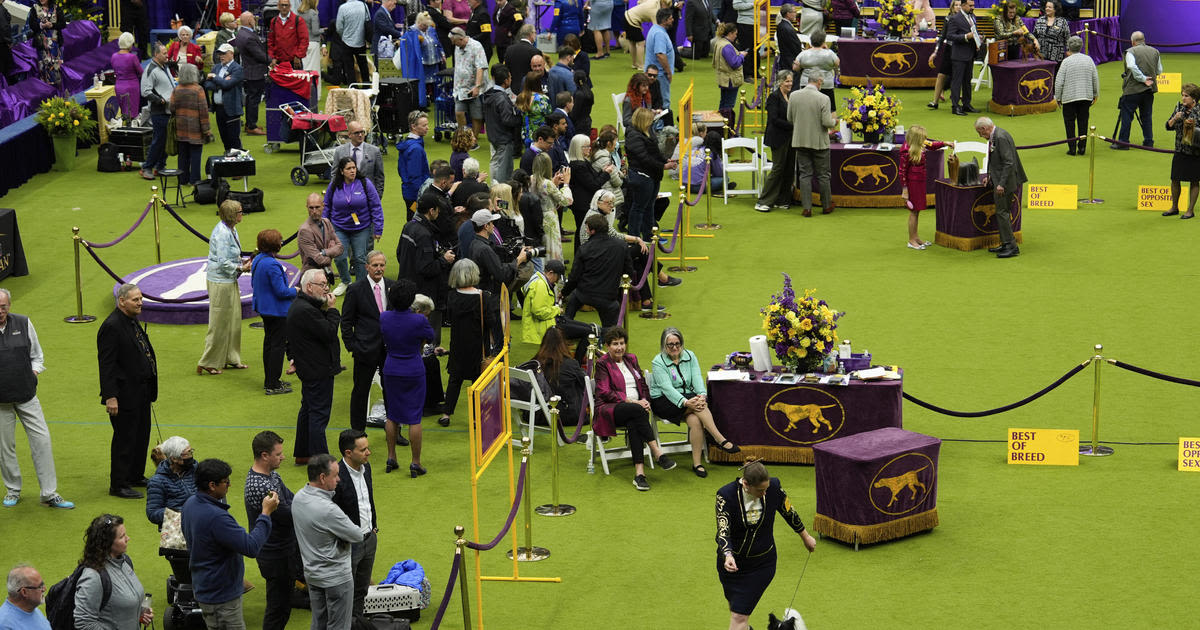 Mixed-breed dog wins Westminster's agility competition for first time