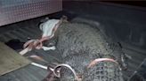 Massive 3-Legged Alligator Rescued from Suburban Texas Street