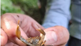 Nueva especie de cangrejo de agua dulce fue descubierta en Antioquia