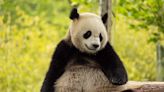 China sending pair of pandas to Washington's National Zoo by end of 2024