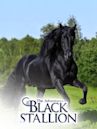 Le avventure di Black Stallion