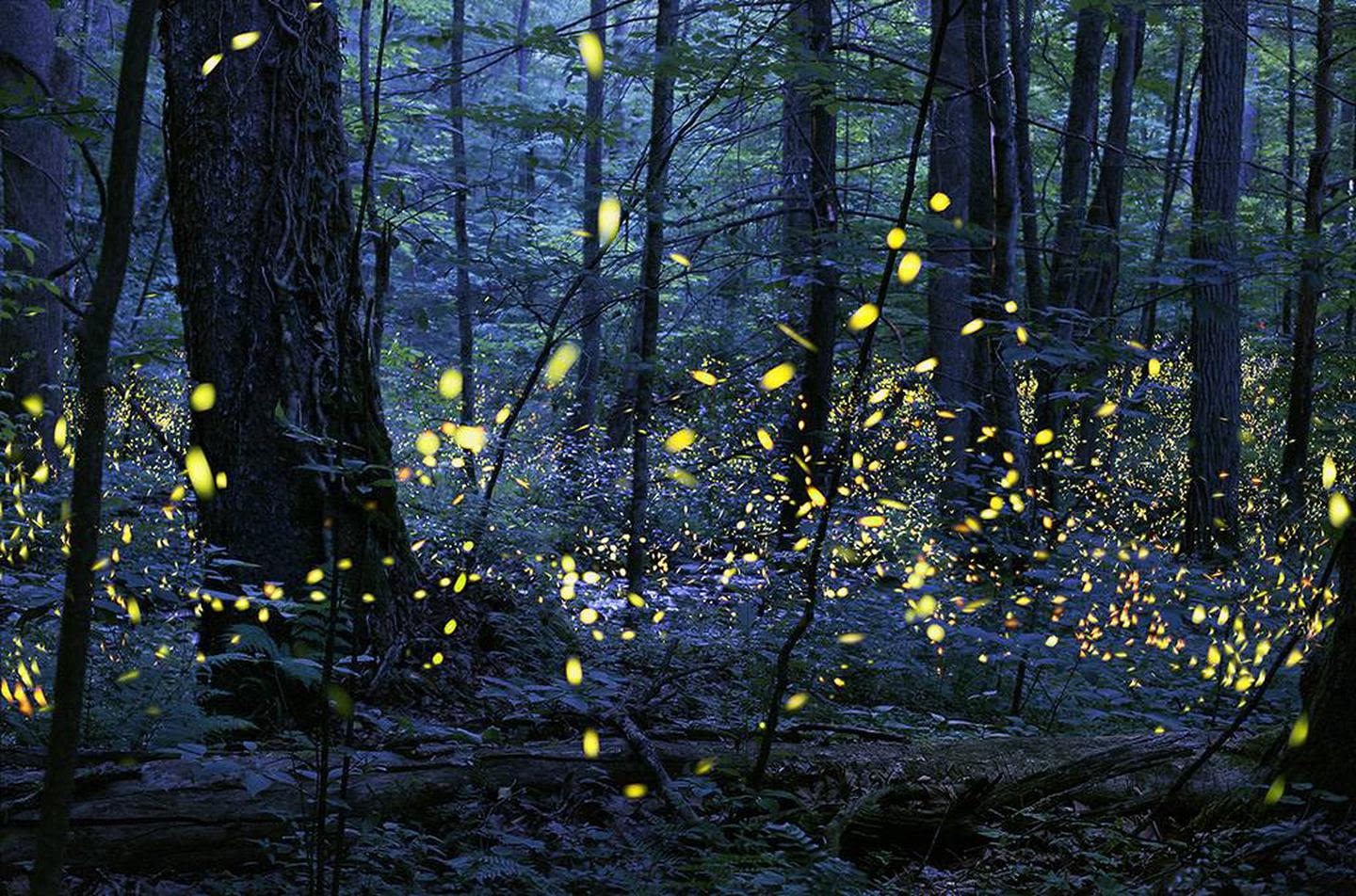 Hoping to see a magical firefly spectacle of light? You'll have to join a lottery just to attend