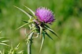 Silybum marianum