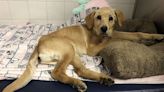 California Officials Searching for Person Who Abandoned an Injured Golden Retriever in a Trash Bag