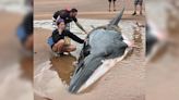 Group of N.S. river rafters help rescue beached whale