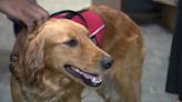 Rescue dog named Hope to bring comfort to local crime victims