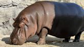 'Male' hippo in Japan zoo found to be female after 7 years