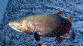 Bacher: CDFW salmon info webinar to discuss 2023 returns, 2024 ocean abundance estimates