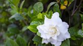What can be done to help ailing gardenia?
