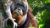 A wild orangutan used a medicinal plant to treat a wound, scientists say