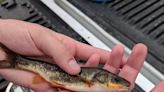 Two Southwestern fish, Rio Grande chub and sucker, not in danger of extinction