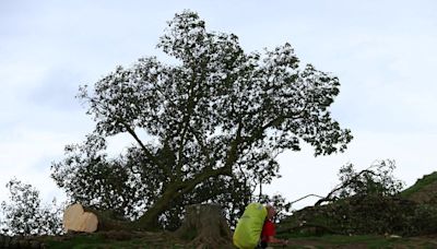 Signs of life spotted at Britain's felled Sycamore Gap tree