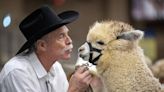 Goofy, fuzzy & packed in the West Bottoms: Why hundreds of alpacas flock to KC every year