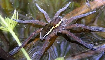 Numbers of rare spider which is the size of a RAT surge across UK